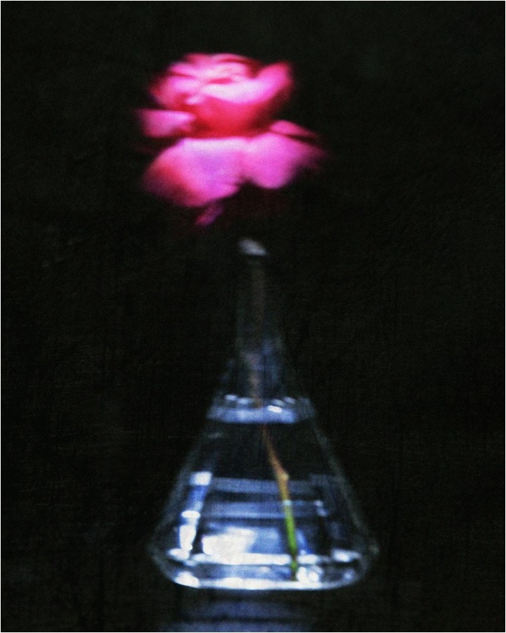 Night flowers, Still life «Rose», 2021